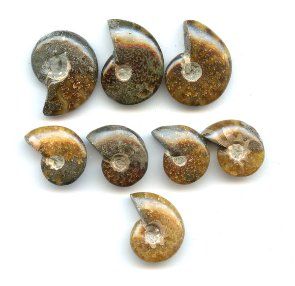 Lot of 8 polished Cretaceous Ammonites fossils, Madagascar, 110 million years old