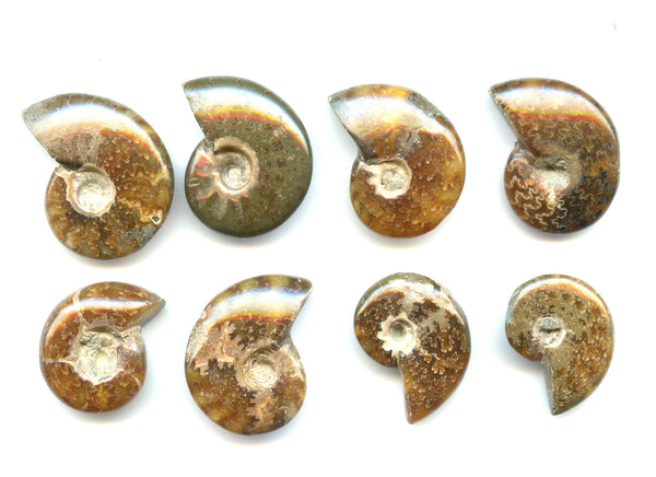 Lot of 8 polished Cretaceous Ammonites fossils, Madagascar, 110 million years old