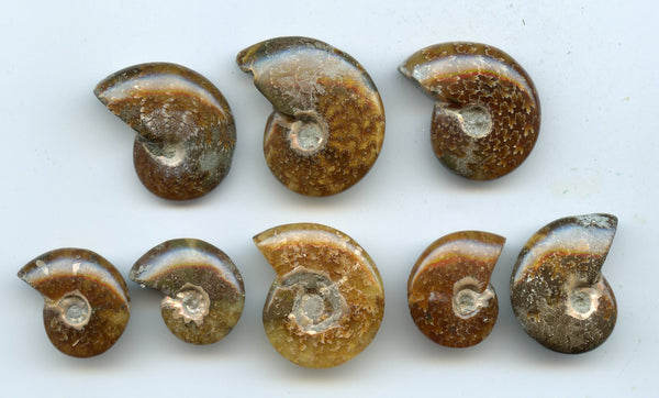 Lot of 8 polished Cretaceous Ammonites fossils, Madagascar, 110 million years old