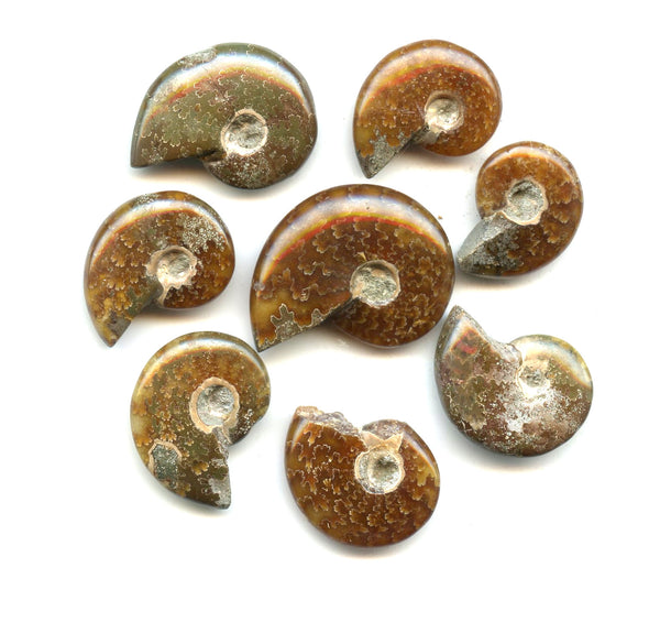Lot of 8 polished Cretaceous Ammonites fossils, Madagascar, 110 million years old