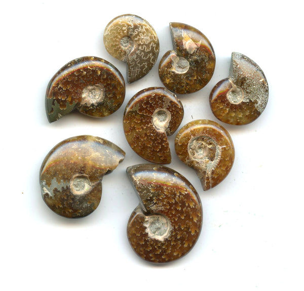 Lot of 8 polished Cretaceous Ammonites fossils, Madagascar, 110 million years old
