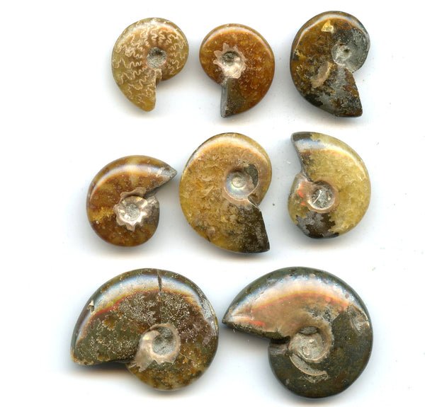 Lot of 8 polished Cretaceous Ammonites fossils, Madagascar, 110 million years old