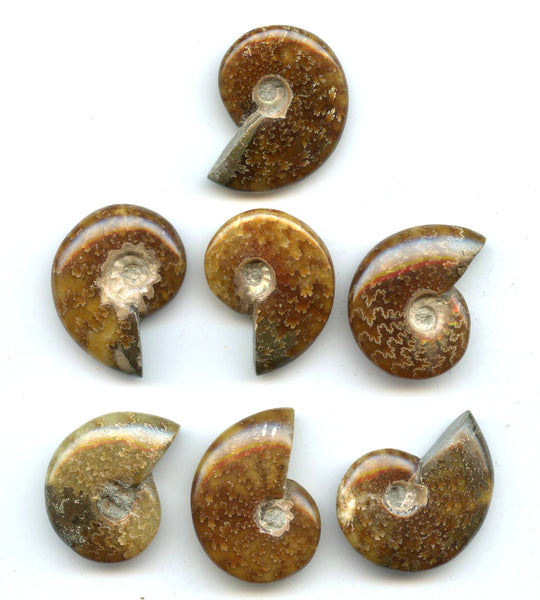 Lot of 7 polished Cretaceous Ammonites fossils, Madagascar, 110 million years old