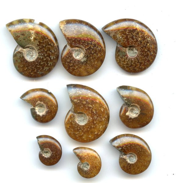 Lot of 9 polished Cretaceous Ammonites fossils, Madagascar, 110 million years old