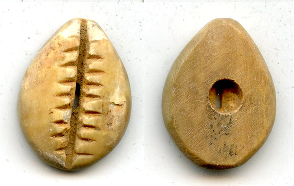 Rare bone cowrie-coin w/one hole, W.Zhou dynasty (1046-771 BC), China - Hartill #1.2v
