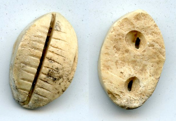 Ancient bone cowrie-coin (teeth and two holes), W.Zhou, 1046-771 BC, China