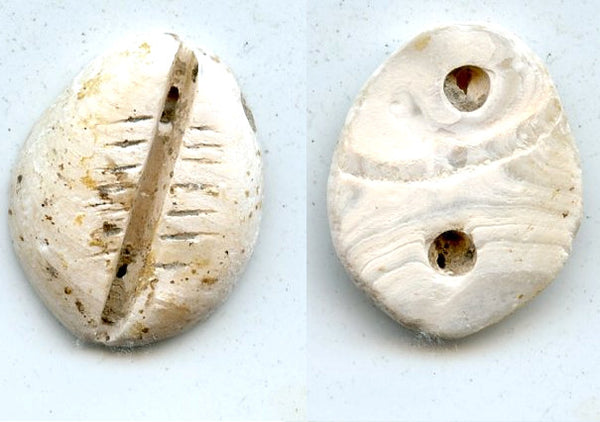 Rare mother of pearl cowrie-coin, W.Zhou dynasty (1046-771 BC), China - Hartill #1.2