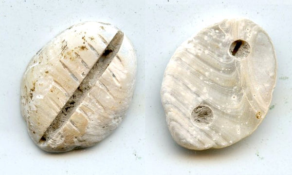 Rare mother of pearl cowrie-coin, W.Zhou dynasty (1046-771 BC), China - Hartill #1.2