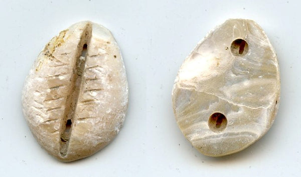 Rare mother of pearl cowrie-coin, W.Zhou dynasty (1046-771 BC), China - Hartill #1.2