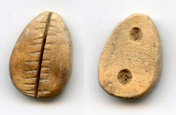 Ancient bone cowrie-coin (teeth and two holes), W.Zhou, 1046-771 BC, China
