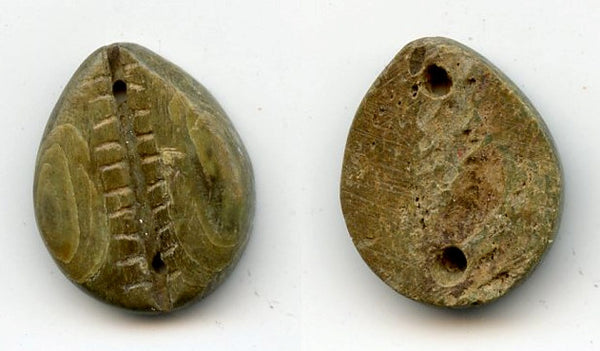 Rare ancient green bone cowrie-coin, W.Zhou, 1046-771 BC, China