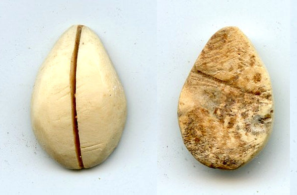 Ancient bone cowrie-coin (no teeth/holes), W.Zhou, 1046-771 BC, China (Schjoth#A7)