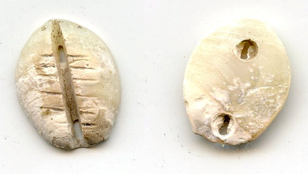 Rare mother of pearl cowrie-coin, W.Zhou dynasty (1046-771 BC), China - Hartill #1.2