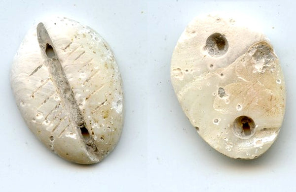 Rare mother of pearl cowrie-coin, W.Zhou dynasty (1046-771 BC), China - Hartill #1.2