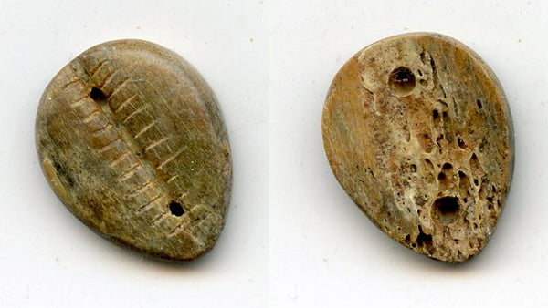 Rare ancient green bone cowrie-coin, W.Zhou, 1046-771 BC, China