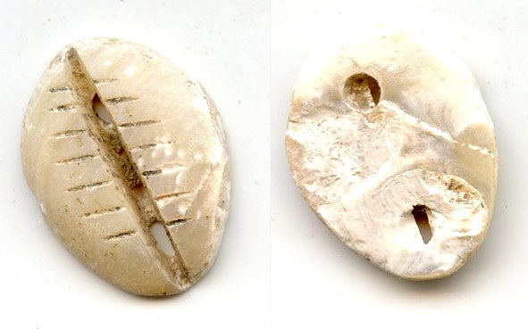 Rare mother of pearl cowrie-coin, W.Zhou dynasty (1046-771 BC), China - Hartill #1.2