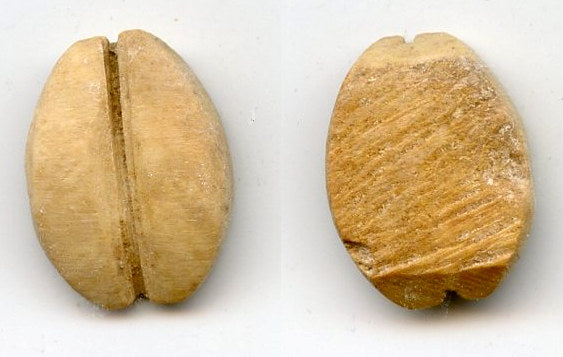 Ancient bone cowrie-coin (no teeth/holes), W.Zhou, 1046-771 BC, China (Schjoth#A7)