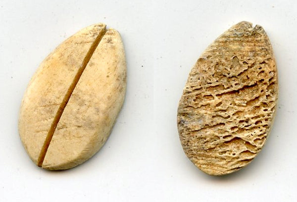 Ancient bone cowrie-coin (no teeth/holes), W.Zhou, 1046-771 BC, China (Schjoth#A7)
