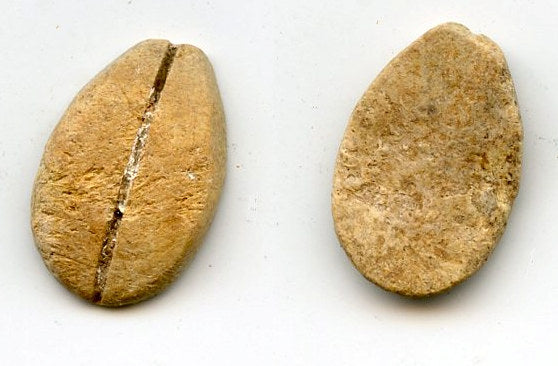 Ancient bone cowrie-coin (no teeth/holes), W.Zhou, 1046-771 BC, China (Schjoth#A7)