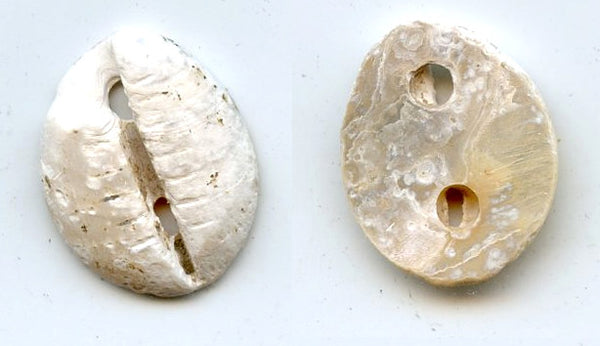 Rare mother of pearl cowrie-coin, W.Zhou dynasty (1046-771 BC), China - Hartill #1.2