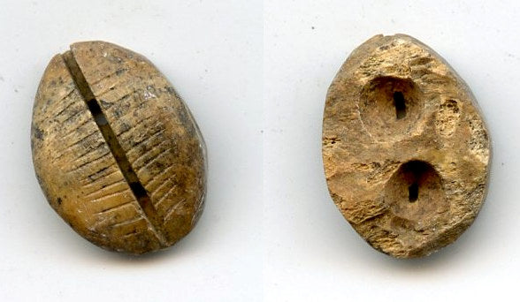 Ancient bone cowrie-coin (teeth and two holes), W.Zhou, 1046-771 BC, China