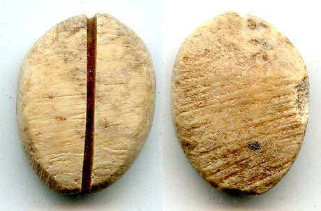 Authentic bone cowrie-coin (no teeth/holes), W.Zhou, 1046-771 BC, China (Schjoth#A7)