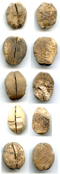 Lot of 5 authentic bone cowrie-coins, W.Zhou dynasty (1046-771 BC), China - Hartill #1.2