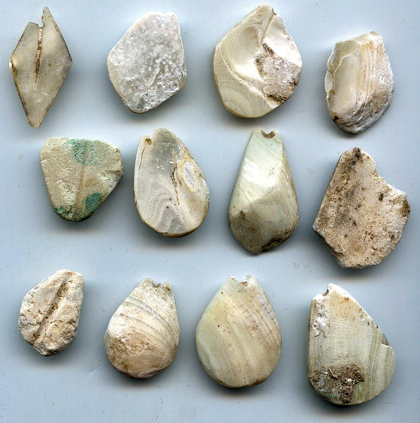 Lot of 12 rare mother of pearl cowrie-coins, W.Zhou dynasty (1046-771 BC), China