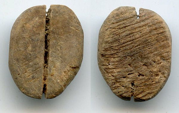 Authentic  one cowrie-coin (no teeth/holes), W.Zhou dynasty (1046-771 BC), China (H#1.2)