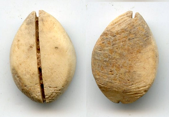 Nice bone cowrie-coin (no teeth/holes), W.Zhou dynasty (1046-771 BC), China - Hartill #1.2