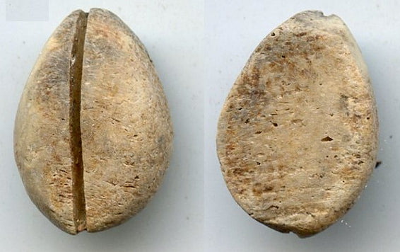 Primitive bone cowrie coin (no teeth/holes), W. Zhou dynasty (1046-771 ...