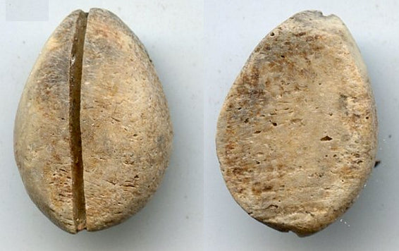 Primitive bone cowrie coin (no teeth/holes), W. Zhou dynasty (1046-771 BC), China - Hartill #1.2