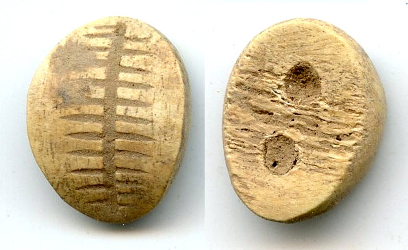 1046-771 BC - Primitive bone cowrie-shell imitation - earliest coins, Western Zhou dynasty (1046-771 BC) - Hartill #1.2