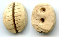 Authentic bone cowrie proto-coin w/two holes, W. Zhou (1046-771 BC), China - Hartill #1.2