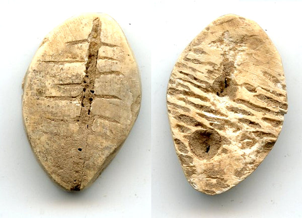 Primitive bone cowrie-shell coin, Zhou dynasty (1046-771 BC), China - Hartill #1.2