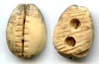1046-771 BC - Primitive bone cowrie-shell imitation - earliest coins, Western Zhou dynasty (1046-771 BC) - Hartill #1.2