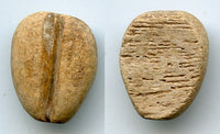 Primitive bone cowrie-shell coin, W.Zhou dynasty (1046-771 BC), China - Hartill #1.2