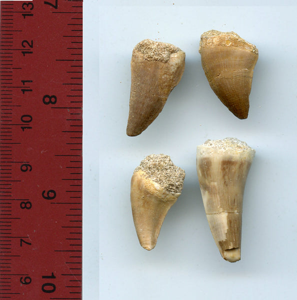 Four authentic huge dinosaur teeth of a giant Mosasaur, Late Cretaceous period (73-65 million years old)