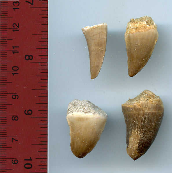 Four authentic huge dinosaur teeth of a giant Mosasaur, Late Cretaceous period (73-65 million years old)