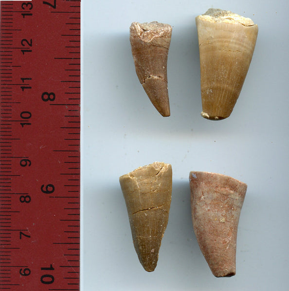 Four authentic huge dinosaur teeth of a giant Mosasaur, Late Cretaceous period (73-65 million years old)