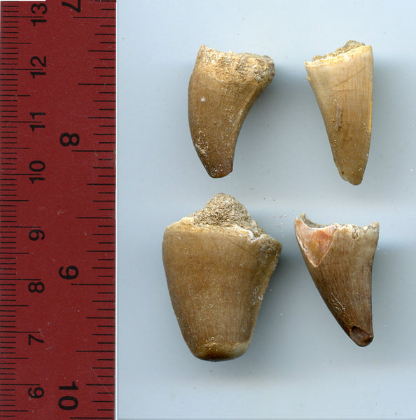 Four authentic huge dinosaur teeth of a giant Mosasaur, Late Cretaceous period (73-65 million years old)