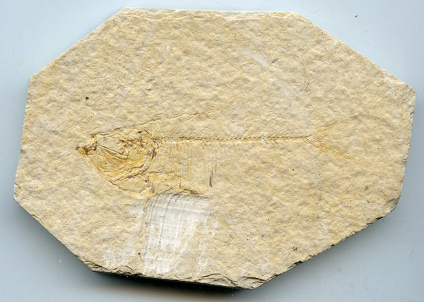 Large fossil of a fish Knightia eocaena, Eocene period, about 50 million years old!