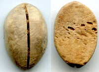 Primitive bone cowrie-shell coin, Western Zhou dynasty (1046-771 BC), China - Hartill #1.2